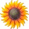 6-Inch Metal Sunflower Wall Decor – Summer-Inspired Hanging Art for Indoor & Outdoor Spaces, Perfect for Kitchen, Porch, Bathroom, or Bedroom